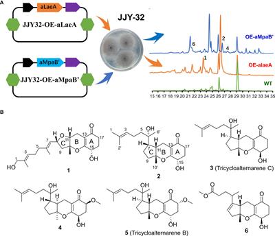 Overexpression of transcriptional regulator and tailoring enzyme leads to the discovery of anti-inflammatory meroterpenoids from marine-derived fungus Alternaria alternata JJY-32